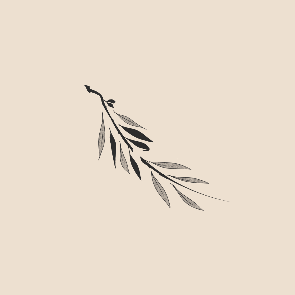 Afflicted olive tree bough - 2126