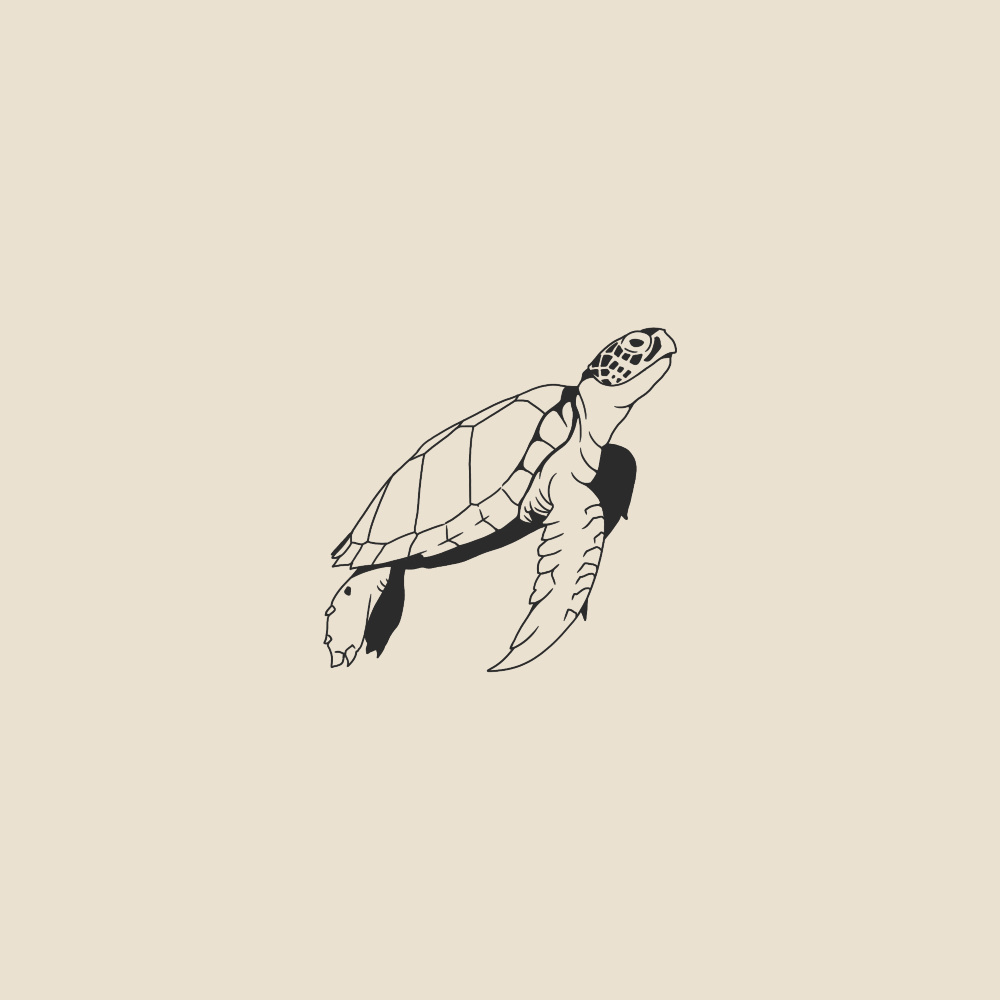Tortoise - 2065