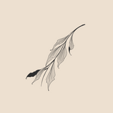 Turbamentum Folium - 1091