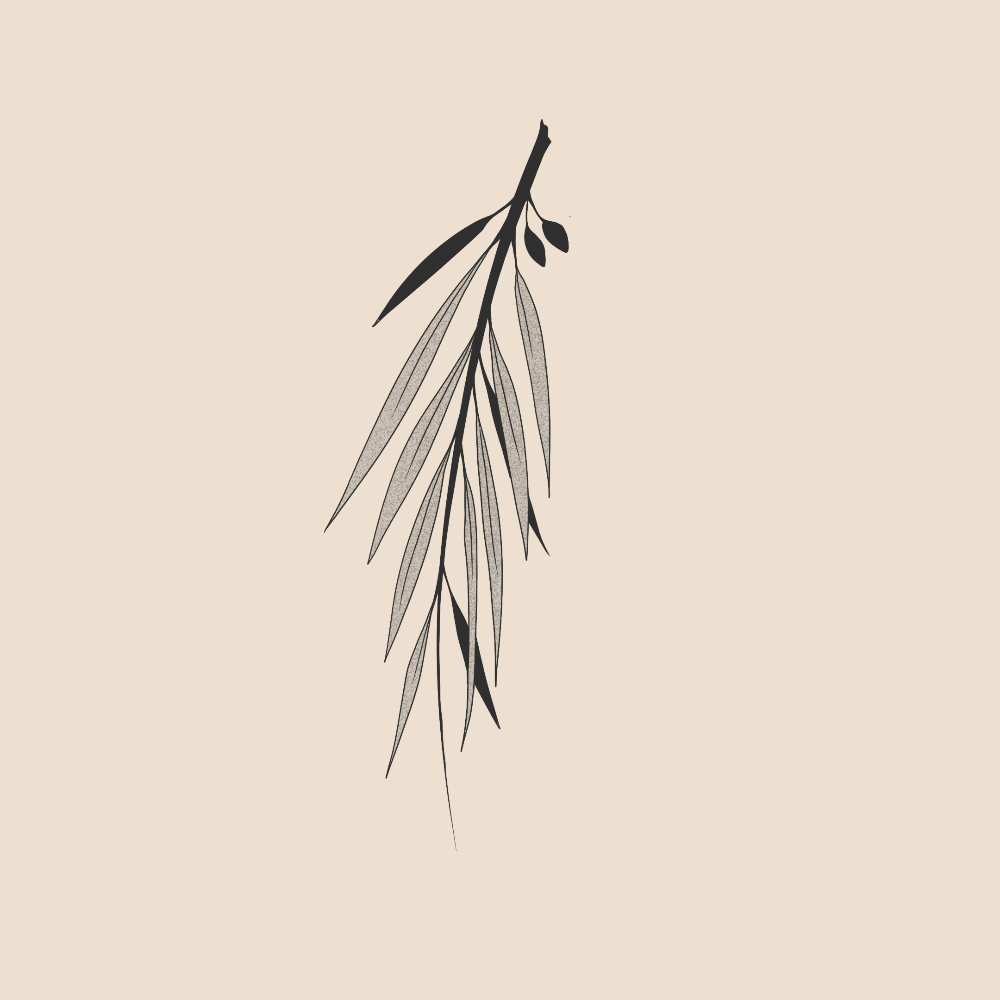 Olive tree branch - 1846