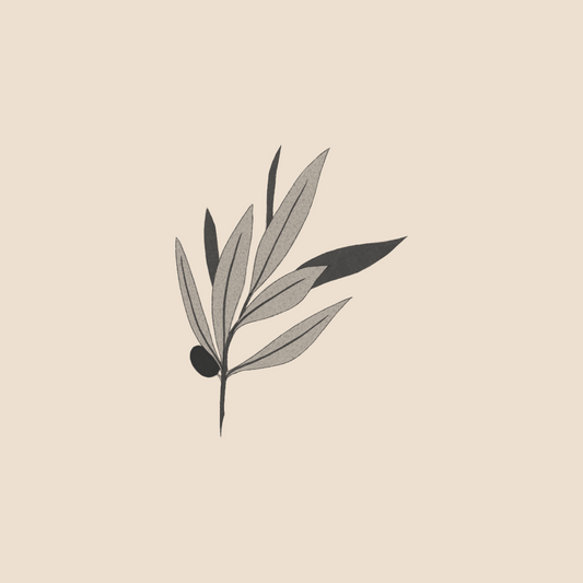 Sorrow olive tree branch - 1059