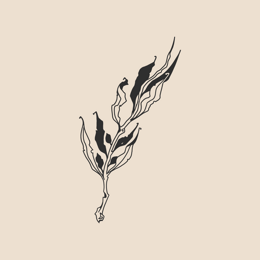 Withered olive tree branch - 1066