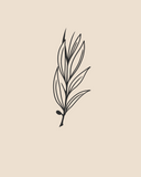 Olive tree branch - 1461
