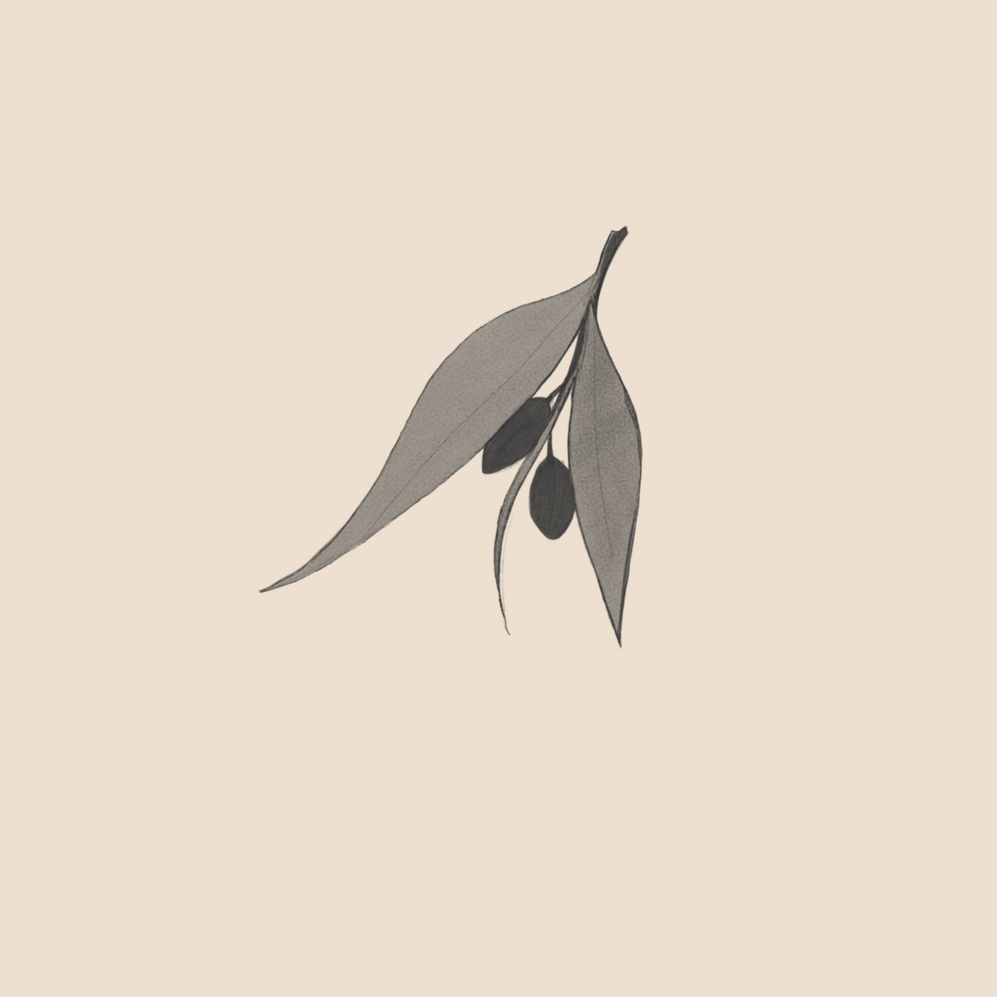 Olive tree branch - 818