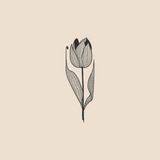 Tulip - 1171