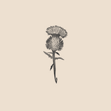 Thistle - 1173