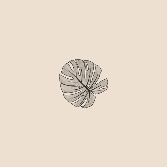 Monstera - 1168