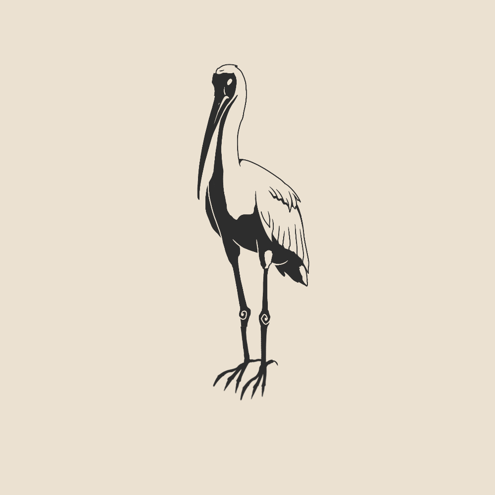 Sacred Ibis - 1709