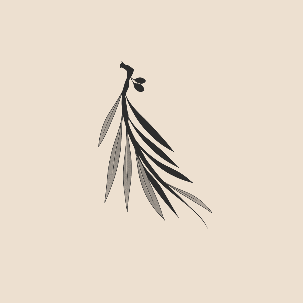 Olive tree branch - 2009