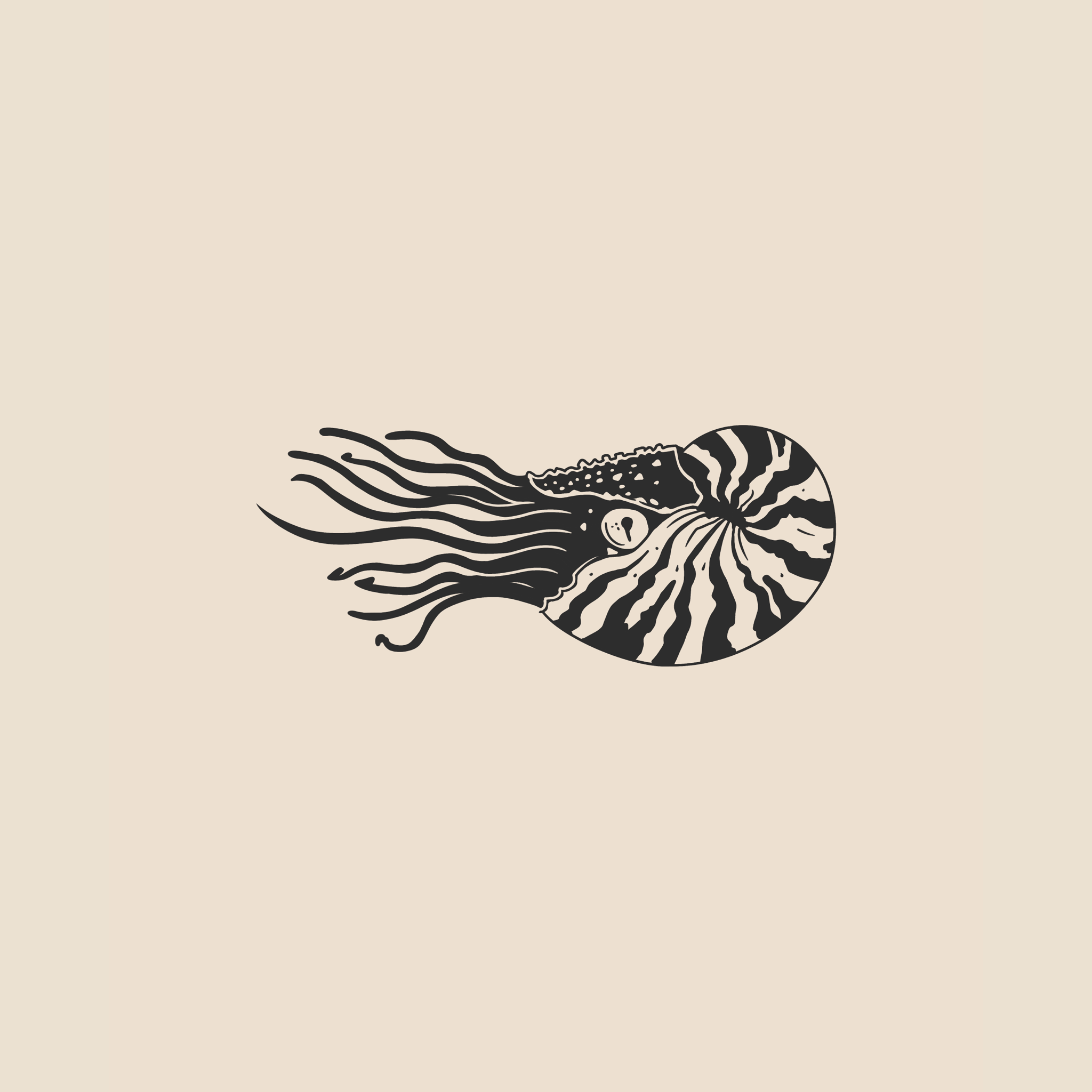 Chambered nautilus - 1931
