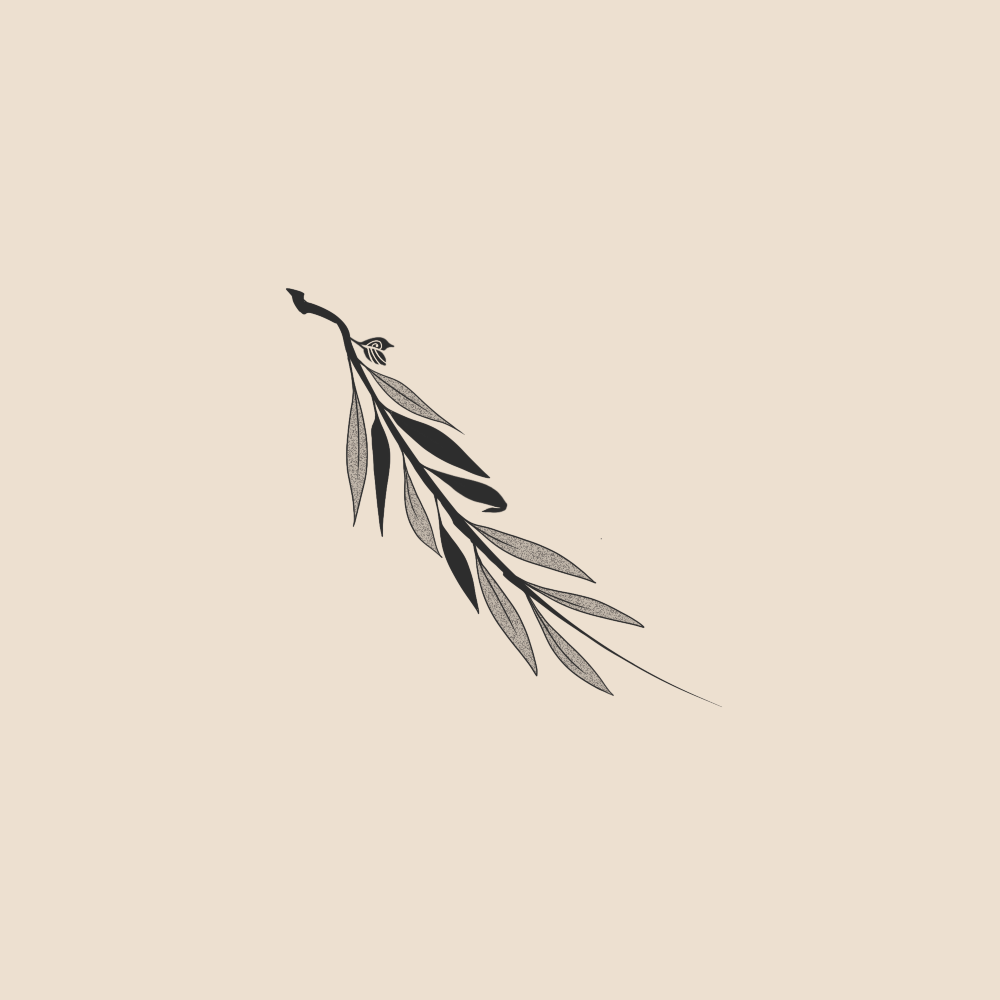 Olive tree branch - 2125