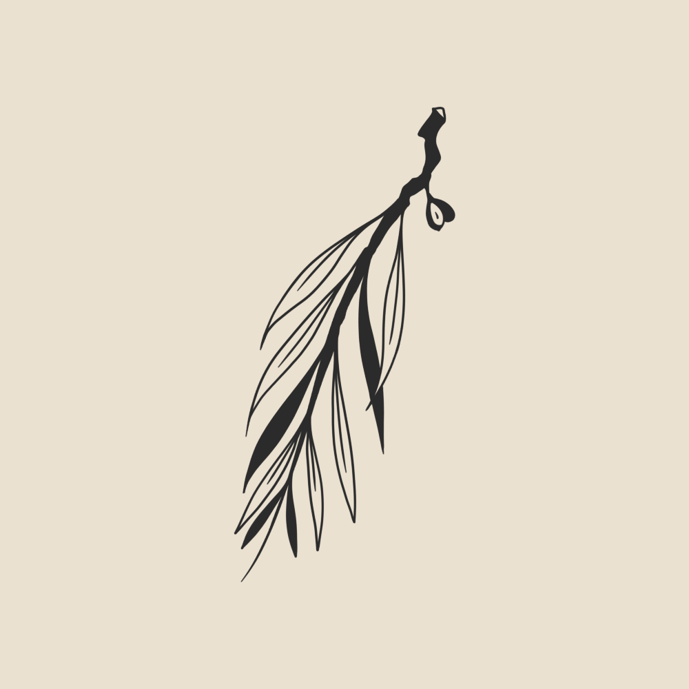 Olive tree branch - 2061