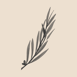 Olive tree branch - 1540