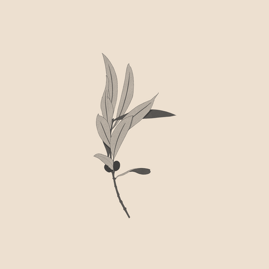 Sorrow olive tree branch - 1058