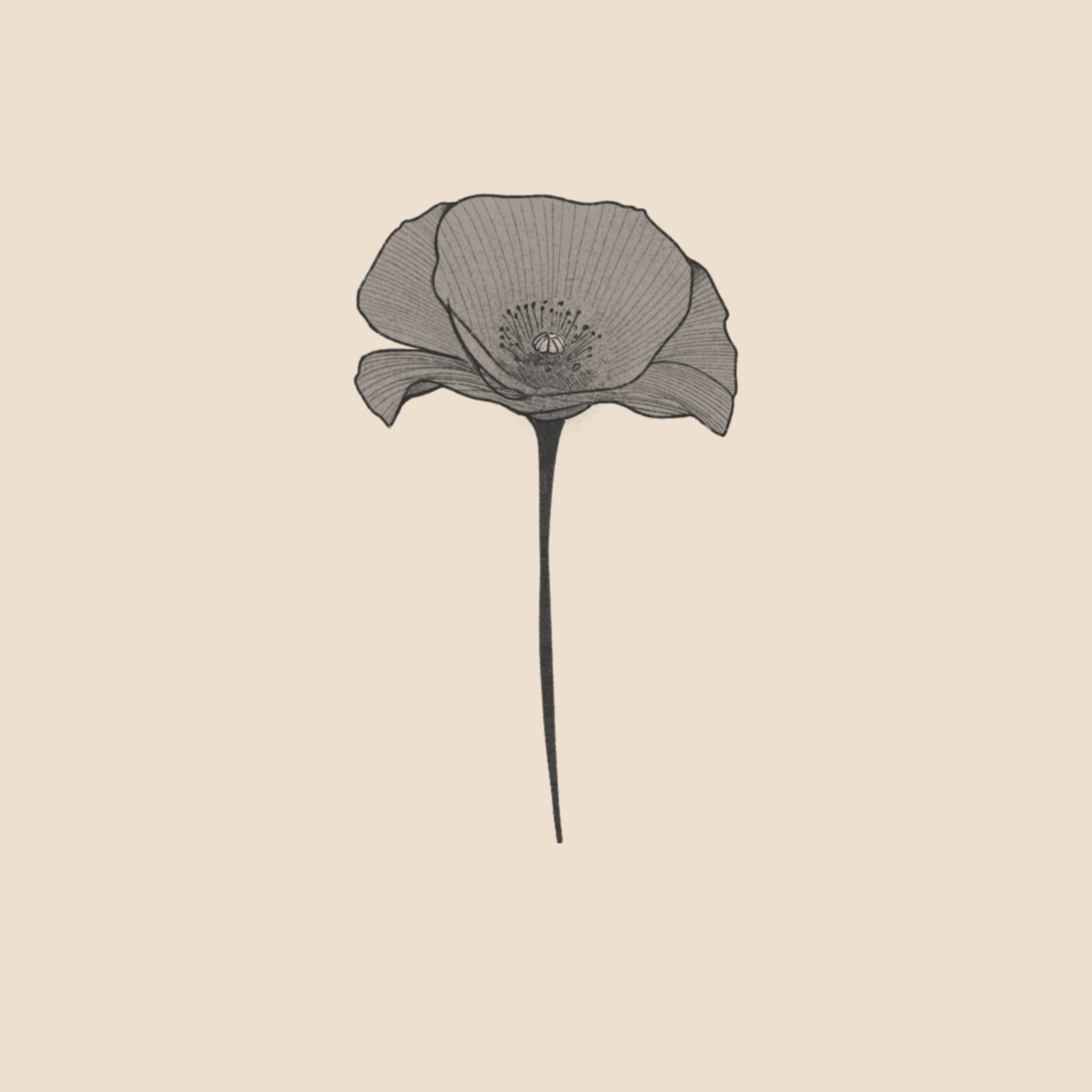Poppy - 828