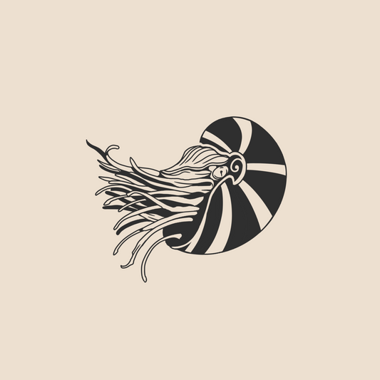 Chambered nautilus - 1231